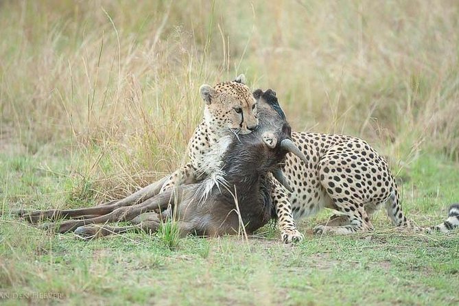 8 Days Kenya Photographic Safari - Wildlife Photography Opportunities