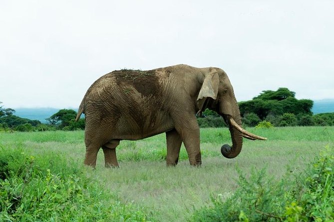 8 Days Kenya Photographic Safari - Dining Experience