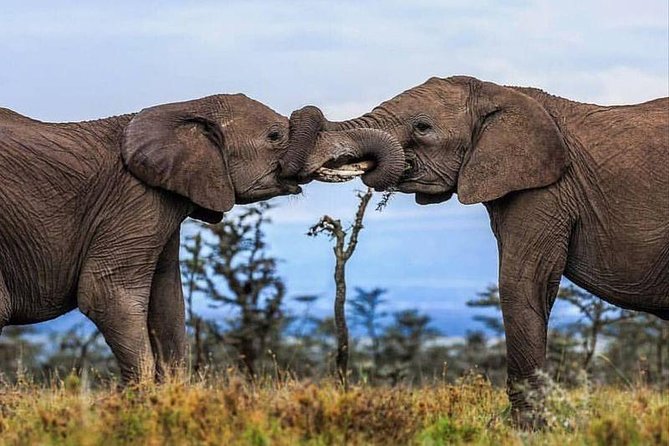 8 Days Kenya Photographic Safari - Safari Highlights