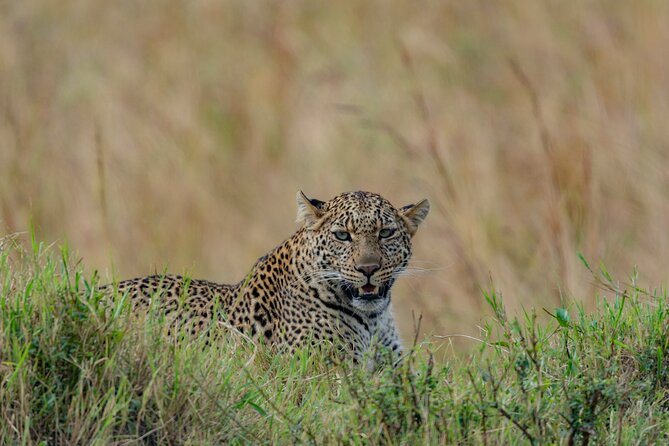 8 Days Kenya Safari Expedition - Accommodations and Meals Included