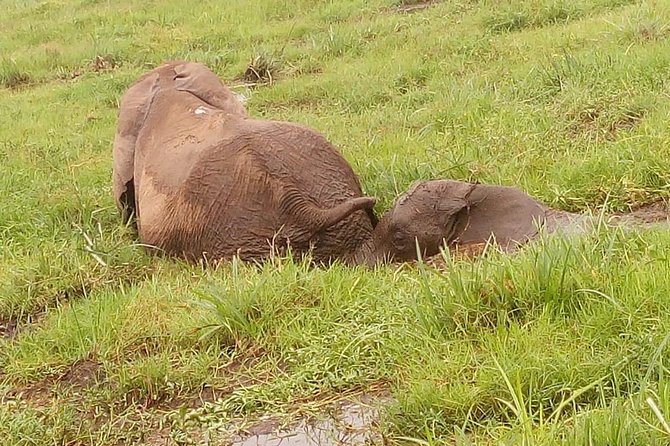 8 Days Kenya Tanzania Combined Holiday Safari Adventure - Meals and Dining Options