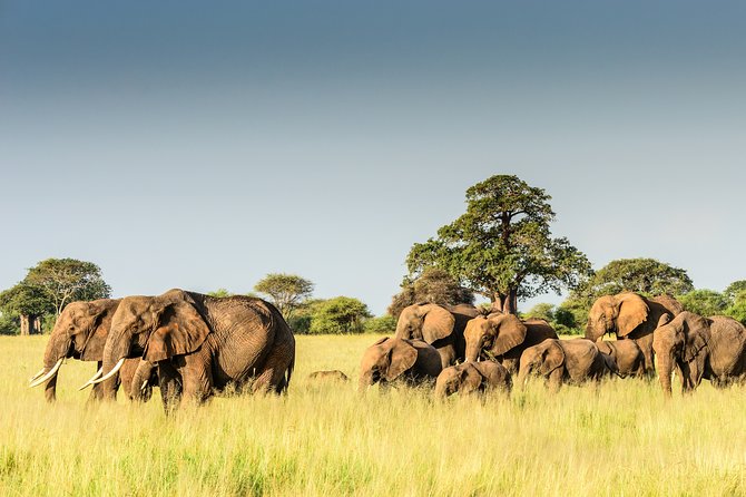 8 Days Luxury Safari Adventure(Serengeti) - Weather and Cancellation Policy