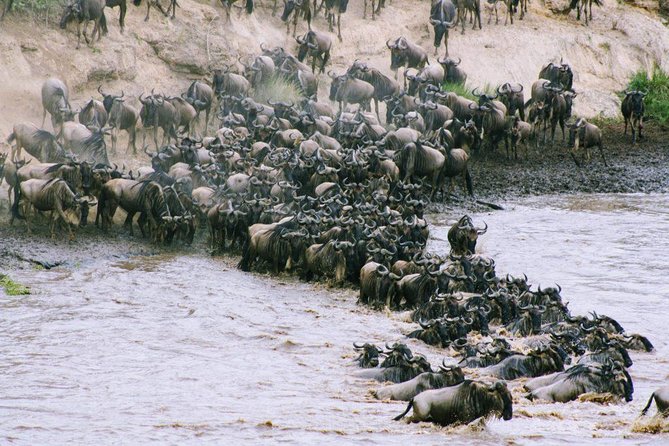 8 Days Masai Mara Wildebeest Migration Safari Adventures - Safari Itinerary Highlights