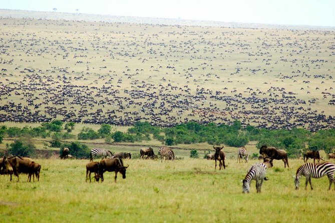 8 Days Masai Mara Wildebeest Migration Safari Adventures - Optional Activities Offered