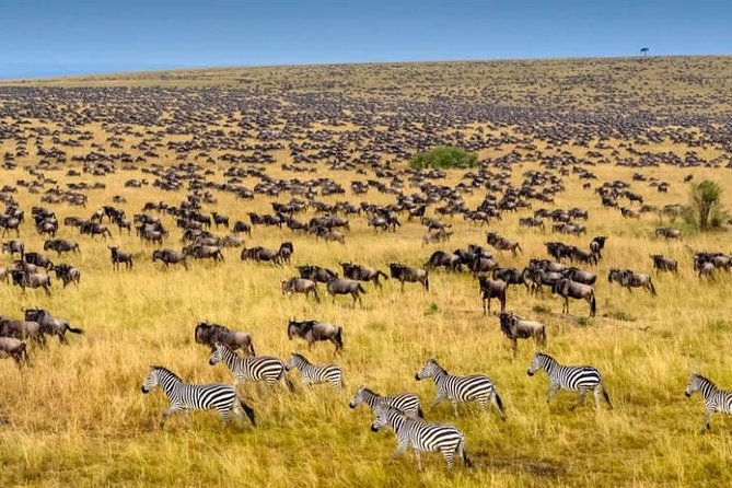 8 Days Masai Mara Wildebeest Migration Safari Adventures - Frequently Asked Questions