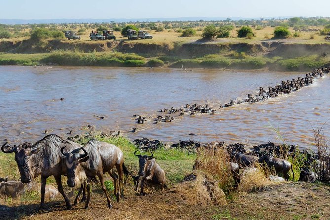 8 Days Masai Mara Wildebeest Migration Safari Adventures - The Sum Up