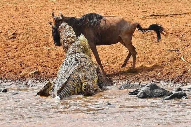 8 Days Masai Mara Wildebeest Migration Safari Adventures 2021 - Good To Know