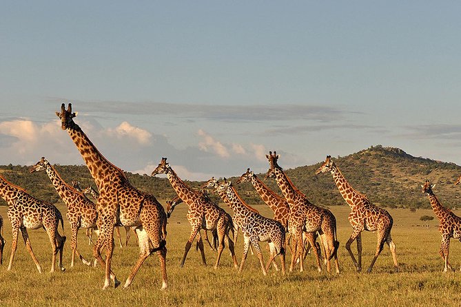 8 Days Masai Mara Wildebeest Migration Safari Adventures 2021 - Safari Activities