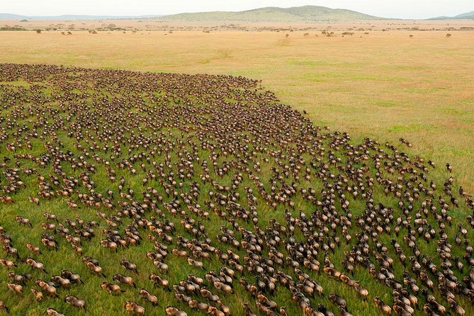 8 Days Masai Mara Wildebeest Migration Safari Adventures 2021 - Transportation Logistics