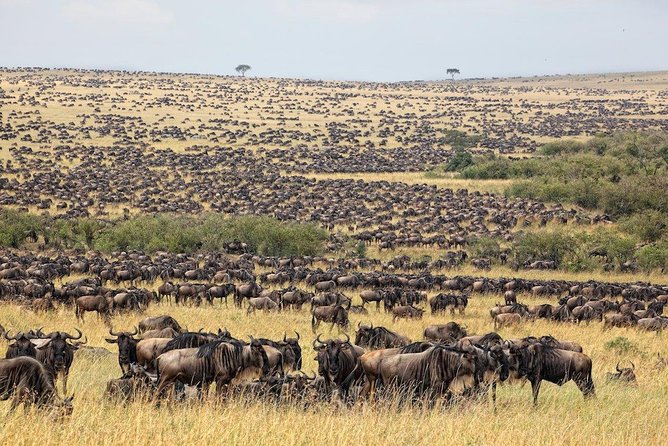 8 Days Masai Mara Wildebeest Migration Safari Adventures - Meals Included