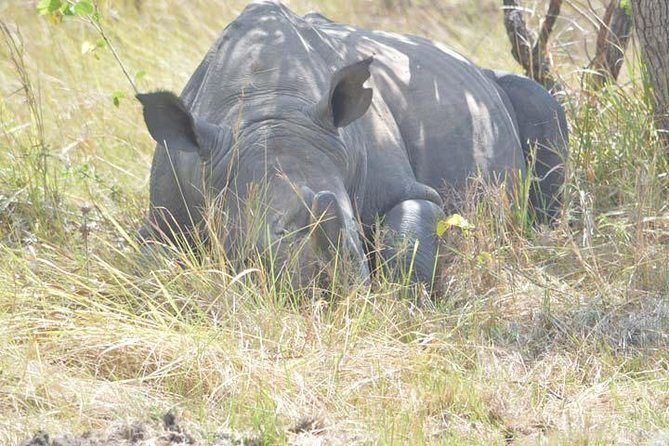 8-days Murchison Falls, Chimpanzee & Gorilla Trekking Safari - Good To Know
