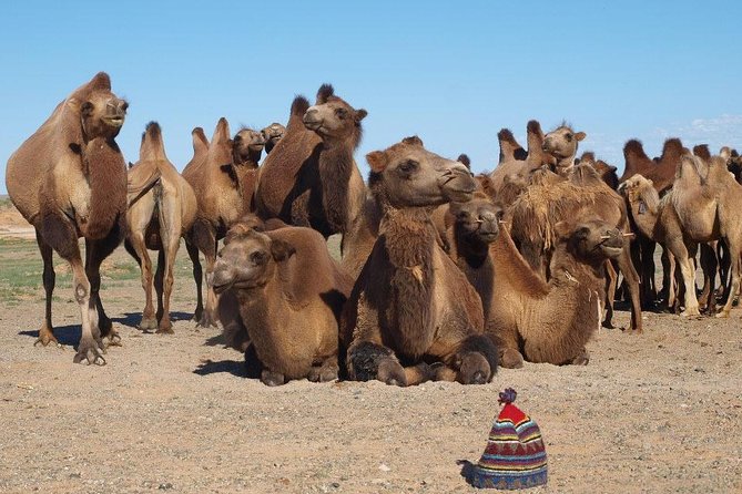 8 Days Naadam Festival and Gobi Desert - Frequently Asked Questions