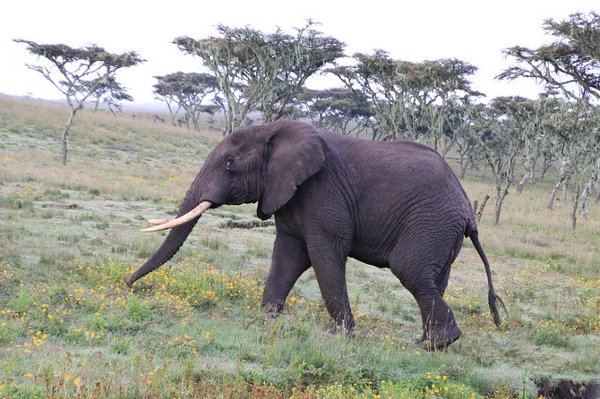 8 Days Northern Tanzania Safari - Day 5: Serengeti National Park (Part II)