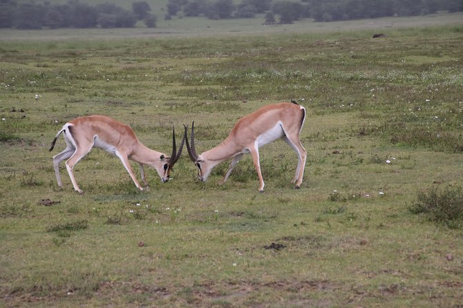 8 Days Northern Tanzania Safari - Day 7: Return to Arusha