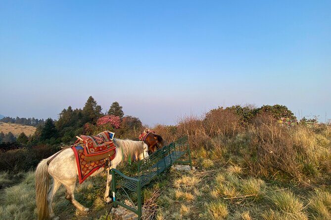 8 Days Poon Hill with Mardi Himal Base Camp Trek - Guides and Group Dynamics