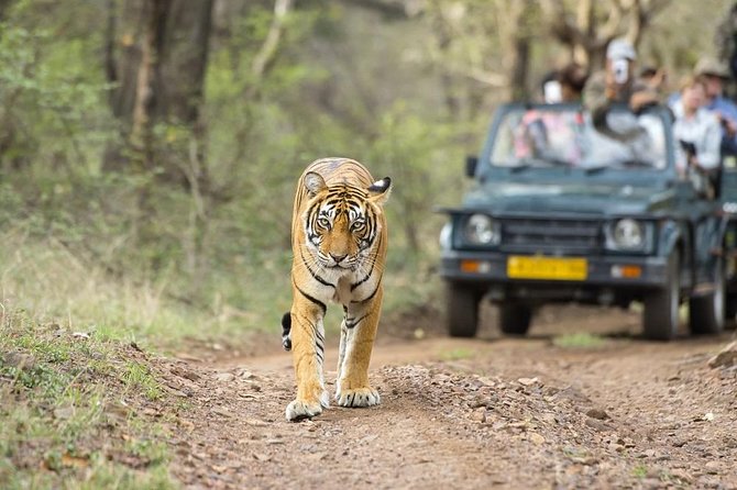 8 Days Private Golden Triangle Tour With Ranthambore - Tour Overview
