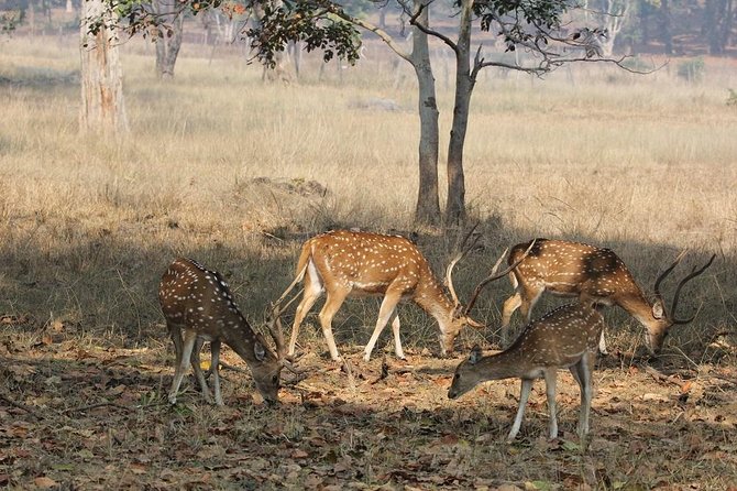 8 Days Private Golden Triangle Tour With Ranthambore - Pricing and Booking Details