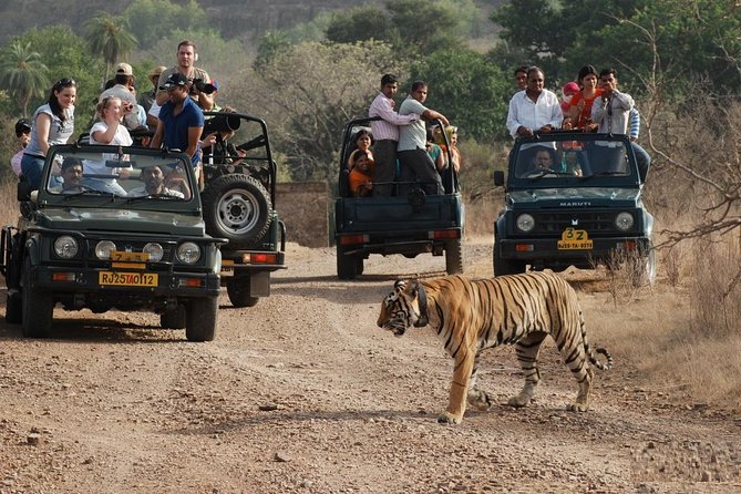 8 Days Private Golden Triangle Tour With Ranthambore Tiger Safari - Reviews and Ratings
