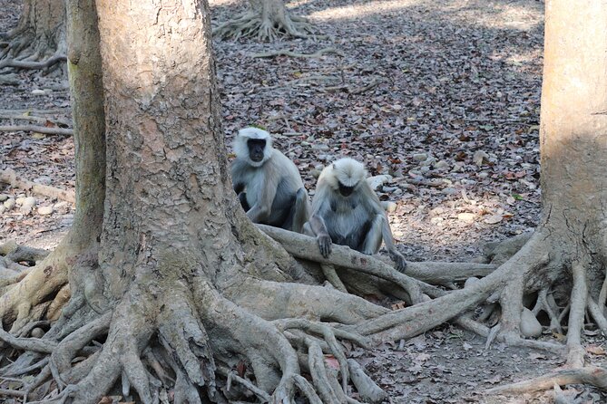 8-Days Private Kathmandu Chitwan and Pokhara City Tour - Common Questions