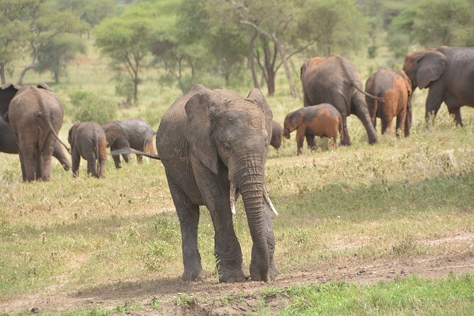 8 Days Private Safari to Southern Circuit Parks of Tanzania - Departure Information