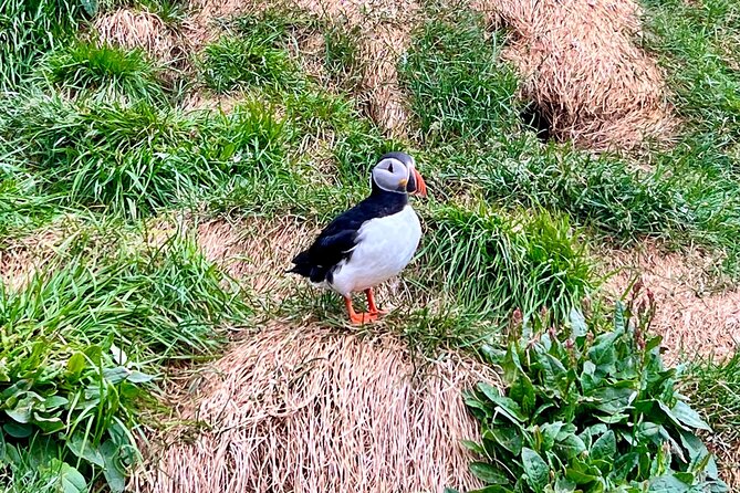 8 Days Private Sightseeing Tour in Iceland - Tour Duration and Availability