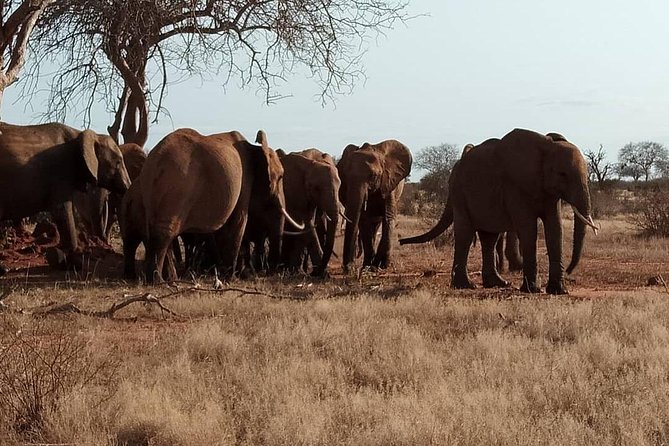 8 Days Safari Masai Mara Migration - Good To Know