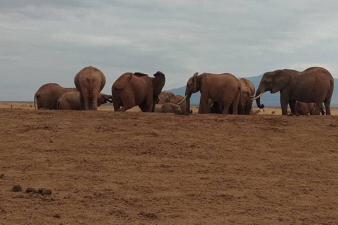 8 Days Safari Masai Mara Migration - Meals Included