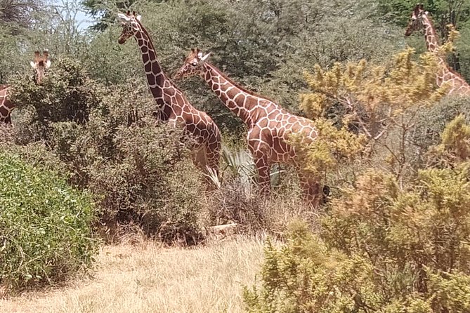 8 Days Safari Masai Mara Migration - Pickup Information