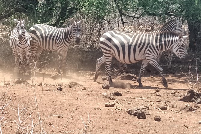 8 Days Safari Masai Mara Migration - Weather Policies