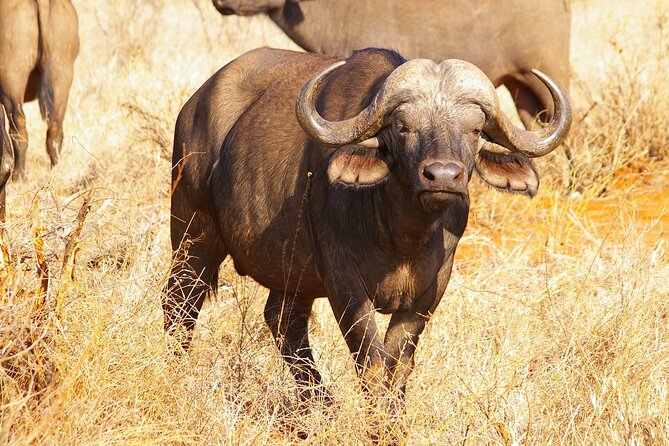 8 Days Safari Private Tour in Uganda, the Pearl of Africa - The Sum Up