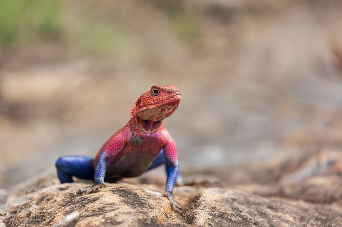 8 Days Safari to Maasai Mara,Lake Naivasha, Amboseli, Tsavo West East , Mombasa - Accommodation and Meals Included