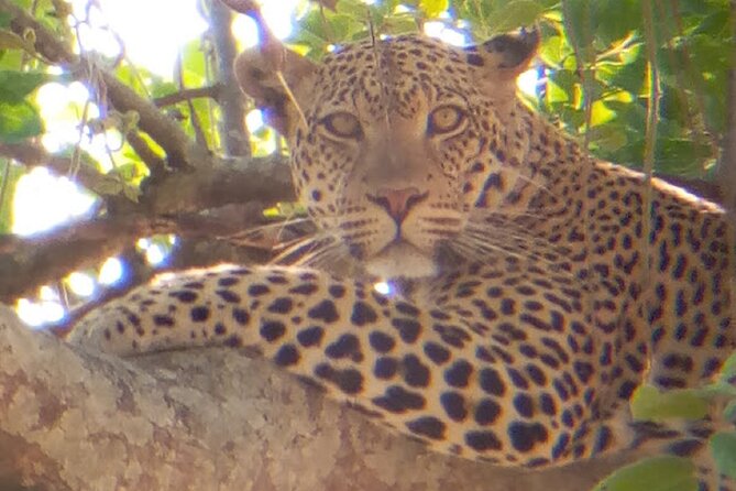 8 Days Safari to Mikumi NP, Ruaha NP and Nyerere NP + Isimila Stone Age Site - Safari Vehicle Features