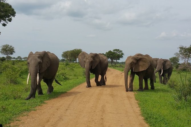 8 Days Safari to Mikumi NP, Ruaha NP and Nyerere NP + Isimila Stone Age Site - Meals Included