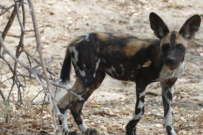 8 Days Safari to Mikumi NP, Ruaha NP and Nyerere NP + Isimila Stone Age Site - Pickup Logistics