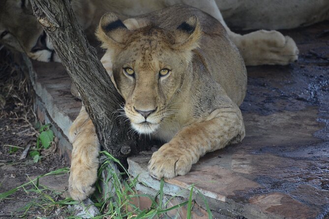 8 Days Safari to Mikumi NP, Ruaha NP and Nyerere NP + Isimila Stone Age Site - Booking Confirmation and Policies