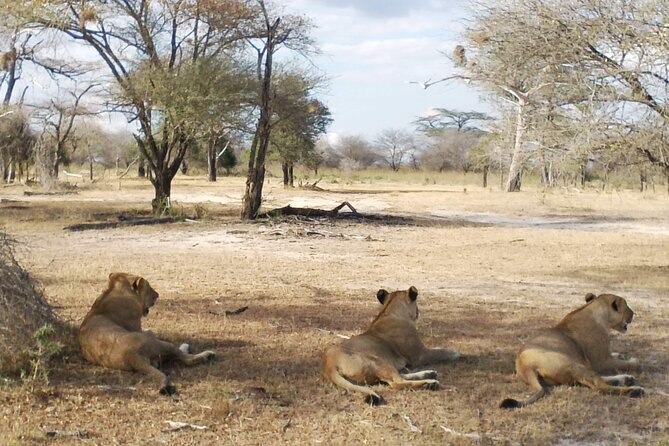 8 Days Safari to Mikumi NP, Ruaha NP and Nyerere NP + Isimila Stone Age Site - Price and Reviews Summary