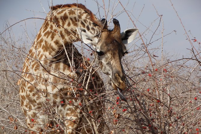 8 Days Safari to Mikumi NP, Ruaha NP and Nyerere NP + Isimila Stone Age Site - Important Information