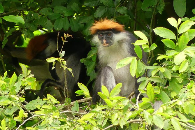 8 Days Safari to Mikumi, Ruaha & Udzungwa Mountains - Guided Tours and Activities