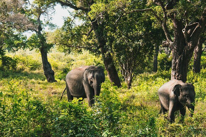 8 Days Sri Lanka Private Round Tour - Who Would Love This Tour