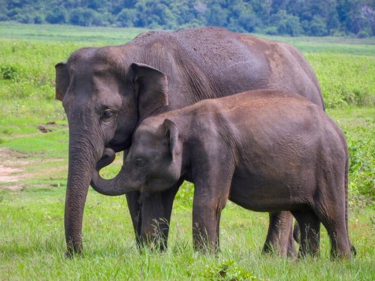 8 Days Sri Lanka Private Round Tours With H/B Accommodations - Good To Know