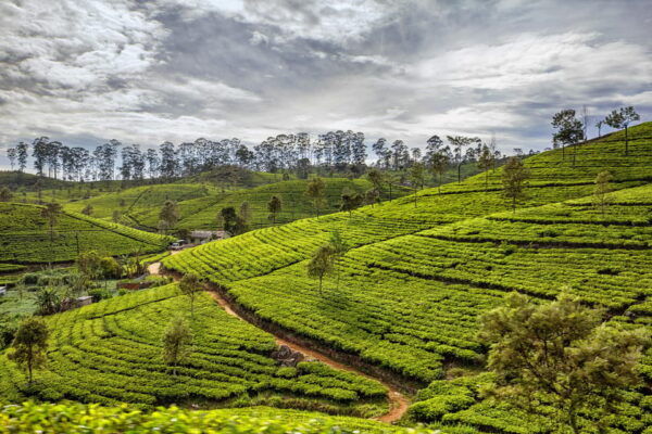 8 Days Sri Lanka Private Round Tours With H/B Accommodations - Booking and Cancellation Policy