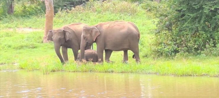 8 Days - Sri Lanka Sightseeing Tour - Wildlife Safari at Udawalawe National Park