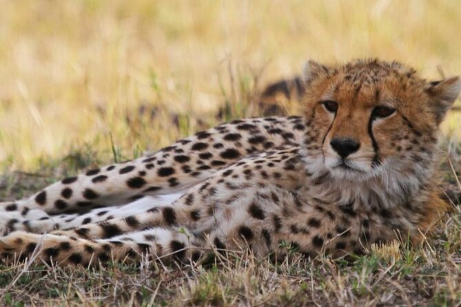 8 Days Tanzania Lodge Safari | Semi Luxury . - Tour Highlights