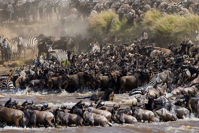 8 Days Tanzania Lodge Safari | Semi Luxury . - Wildlife Encounters