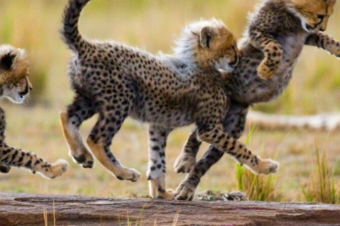 8 Days Tanzania Lodge Safari | Semi Luxury . - Leisure Activities