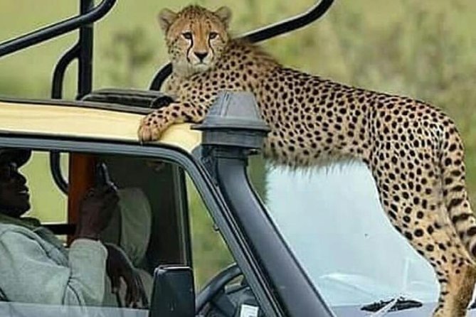 8 Days Tanzania Simba Luxury Safari - Tour Guide Information