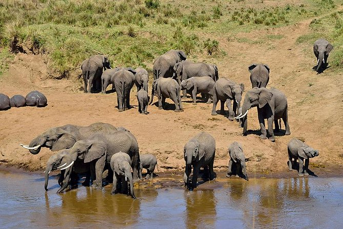 8 Days Tanzania Simba Luxury Safari - Booking and Pricing