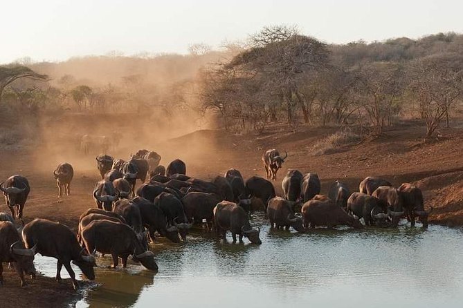 8 Days Tarangire, Serengeti, Ngorongoro & Manyara Joining Group Safari Tour - Reviews and Ratings