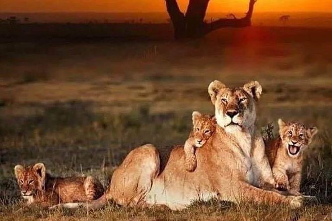 8 Days Tarangire, Serengeti, Ngorongoro & Manyara Joining Group Safari Tour - The Sum Up