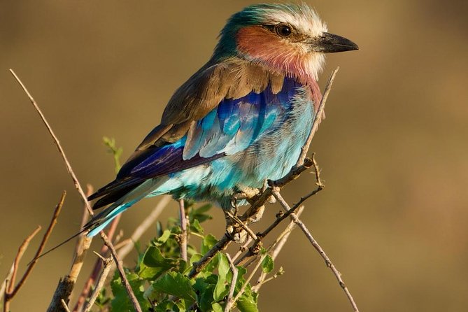 8 Days Thrilling Safari in Mount Kenya Region, Kenya. - Accommodation and Meals Included